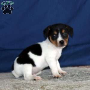 Kody, Jack Russell Terrier Puppy