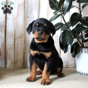 Kody, Rottweiler Puppy