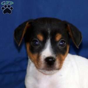 Kody, Jack Russell Terrier Puppy