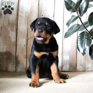 Kody, Rottweiler Puppy