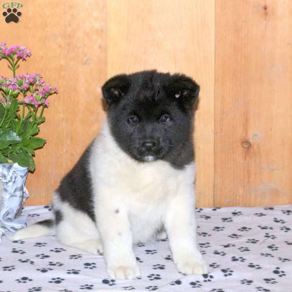 Koko, Akita Puppy