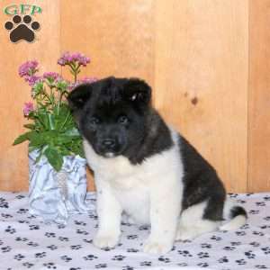 Koko, Akita Puppy