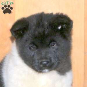 Koko, Akita Puppy