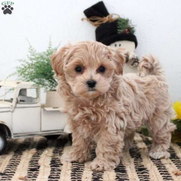 Kolby, Maltipoo Puppy