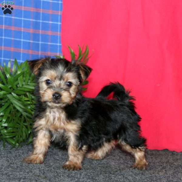 Kolby, Yorkie-Chon Puppy