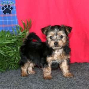 Kolby, Yorkie-Chon Puppy