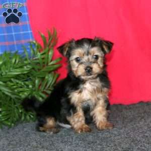 Kolby, Yorkie-Chon Puppy