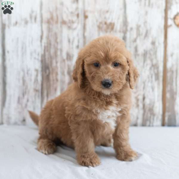 Kole, Goldendoodle Puppy