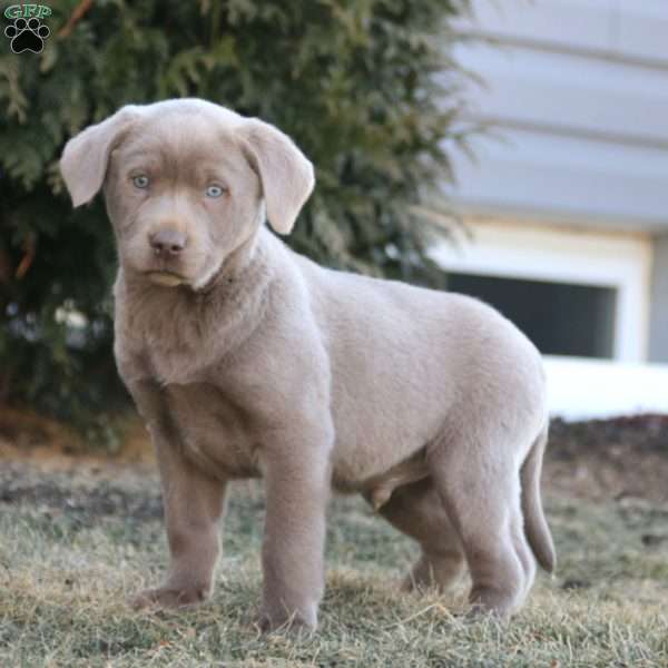 Kolton, Silver Labrador Retriever Puppy