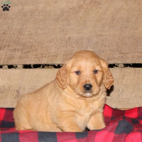 Konnie, Golden Retriever Puppy