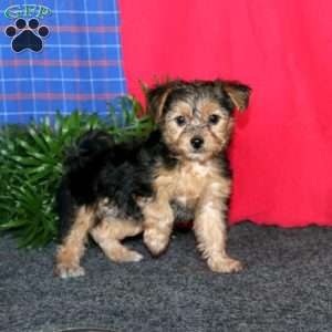 Kookie, Yorkie-Chon Puppy