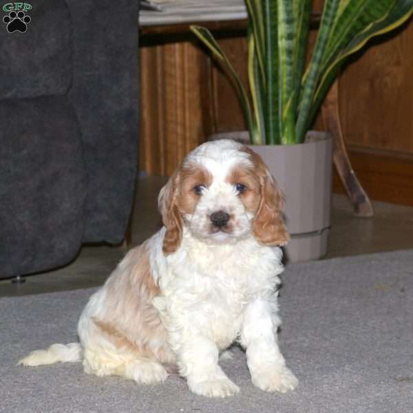 Kooper, Cockapoo Puppy