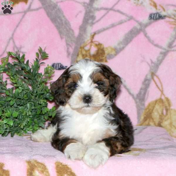 Kooper, Mini Bernedoodle Puppy