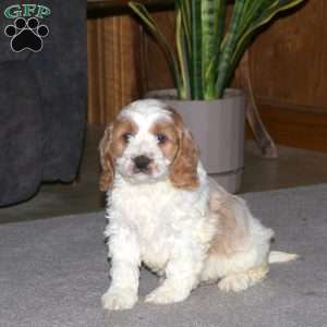 Kooper, Cockapoo Puppy