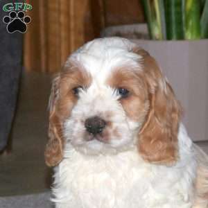 Kooper, Cockapoo Puppy