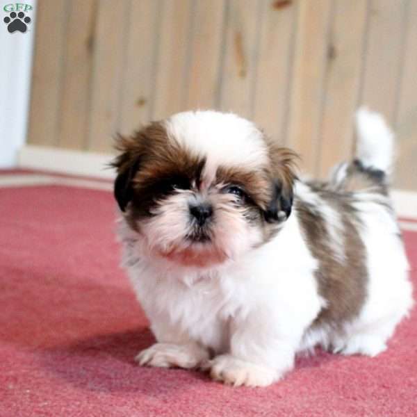 Korby, Shih Tzu Puppy