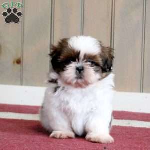 Korby, Shih Tzu Puppy