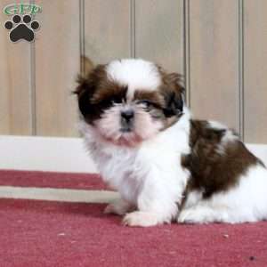 Korby, Shih Tzu Puppy