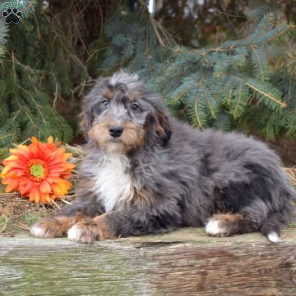 Koty, Mini Bernedoodle Puppy