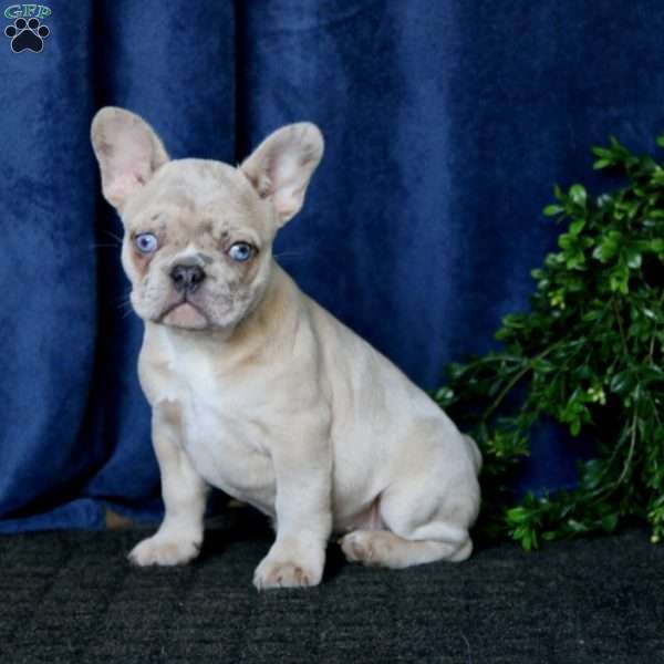 Krissy, French Bulldog Puppy