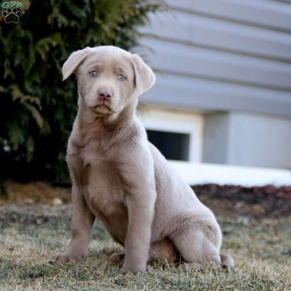 Krissy, Silver Labrador Retriever Puppy