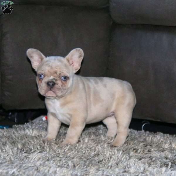 Krissy, French Bulldog Puppy