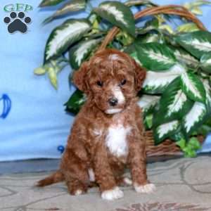 Krissy, Miniature Poodle Puppy