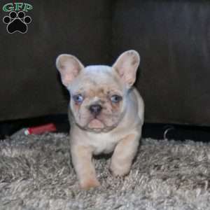 Krissy, French Bulldog Puppy