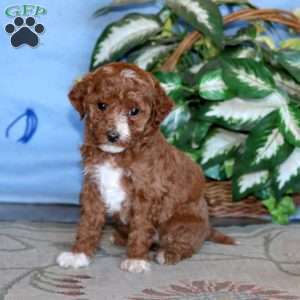 Krissy, Miniature Poodle Puppy