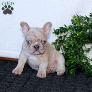 Krissy, French Bulldog Puppy