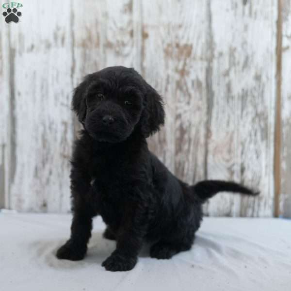 Krista, Goldendoodle Puppy