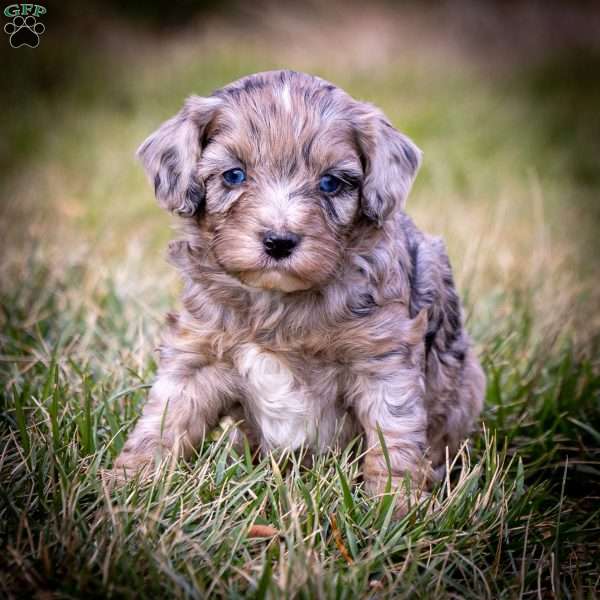 Kristoff, Cavapoo Puppy