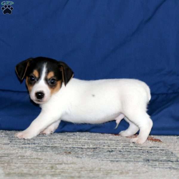 Kyle, Jack Russell Terrier Puppy