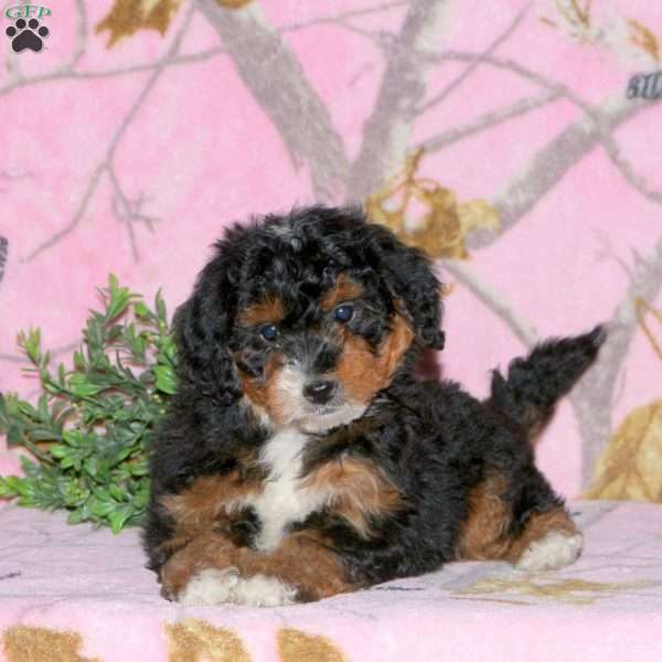 Kylie, Mini Bernedoodle Puppy