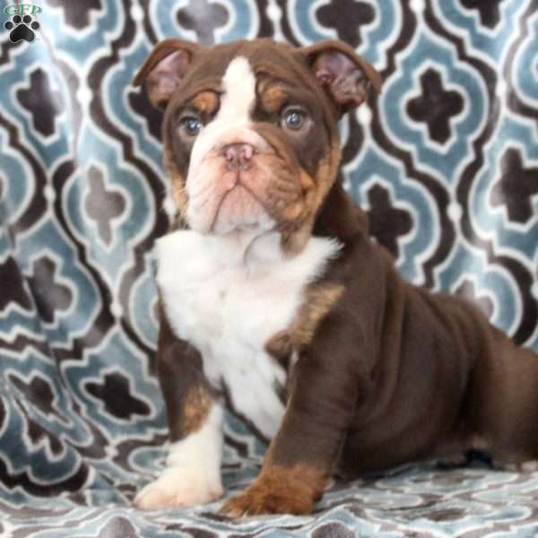 Kylie, English Bulldog Puppy