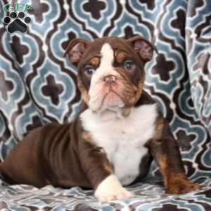 Kylie, English Bulldog Puppy