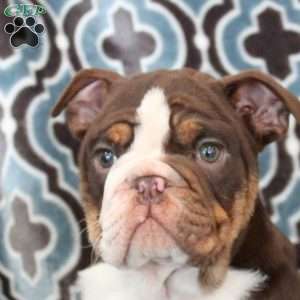 Kylie, English Bulldog Puppy