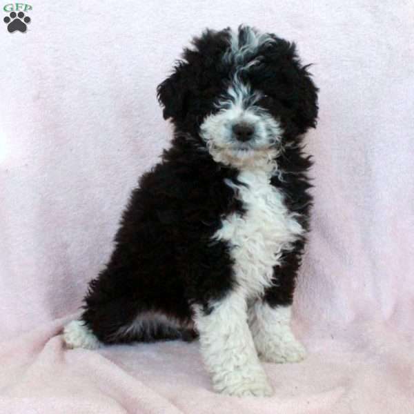 Kylo, Mini Bernedoodle Puppy