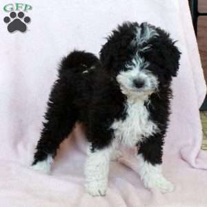 Kylo, Mini Bernedoodle Puppy