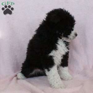 Kylo, Mini Bernedoodle Puppy