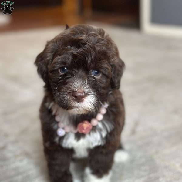 LATTE, Portuguese Water Dog Puppy