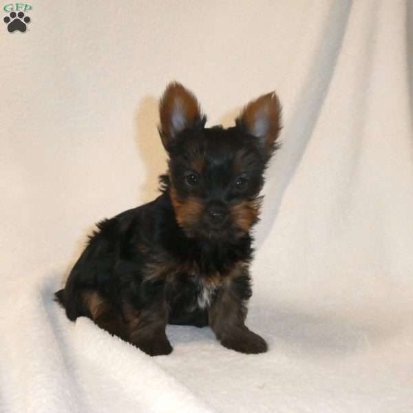 Lacey, Yorkie Puppy