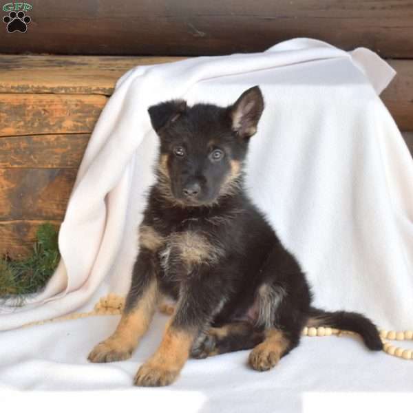 Lacy, German Shepherd Puppy