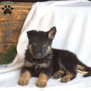 Lacy, German Shepherd Puppy