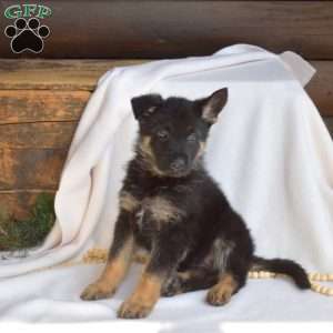 Lacy, German Shepherd Puppy