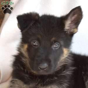 Lacy, German Shepherd Puppy