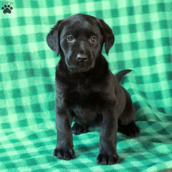 Lady, Black Labrador Retriever Puppy