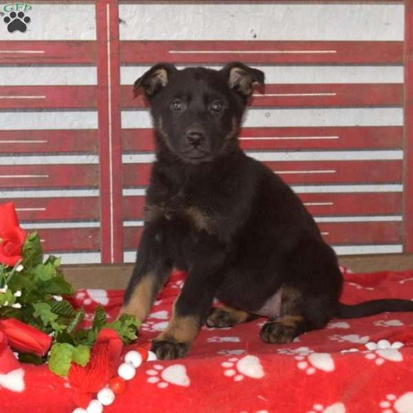 Lady, German Shepherd Puppy