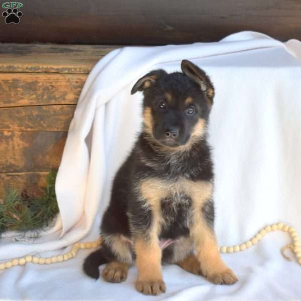 Lady, German Shepherd Puppy