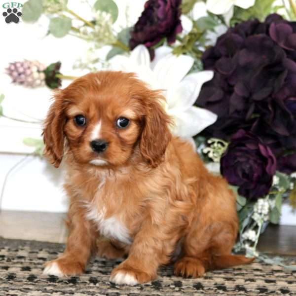 Lady, Cavalier King Charles Spaniel Puppy